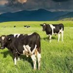 Nestle akan membayar petani ekstra untuk keberlanjutan dan mengurangi emisi gas rumah kaca